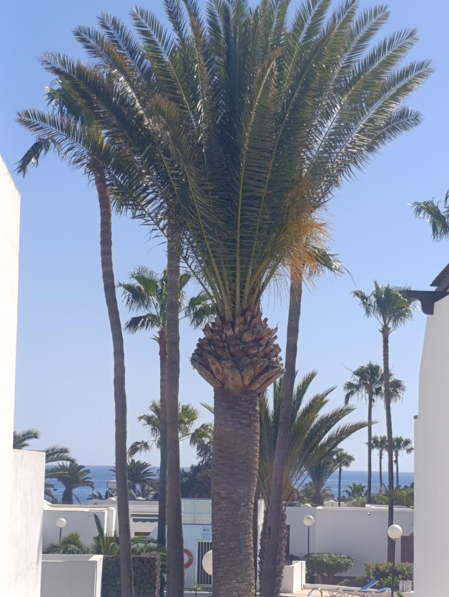 Apartamento Blue Ocean Costa Teguise Exterior foto